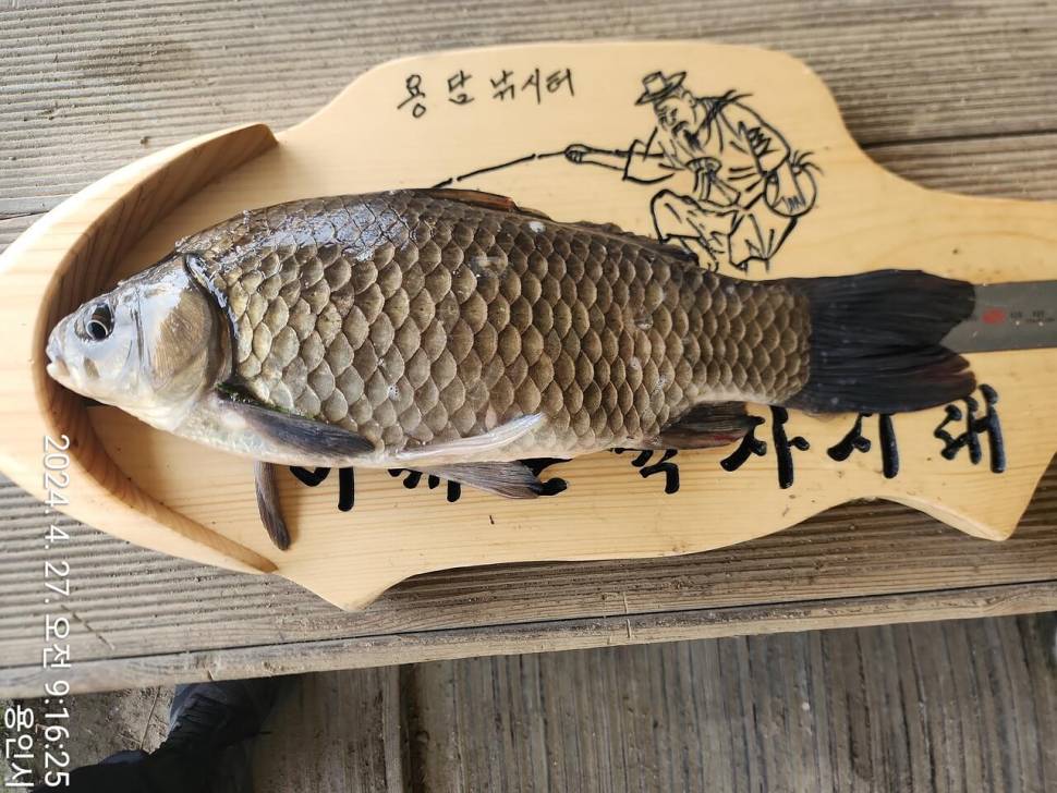 2024년 05월 첫째주 조황정보 용담낚시터사암지 4짜 4마리 (유료터정보 - 유료터점주조황)