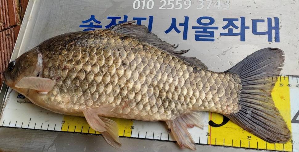 서울좌대에서 이어지는4짜와 덩어리들 (유료터정보 - 유료터점주조황)