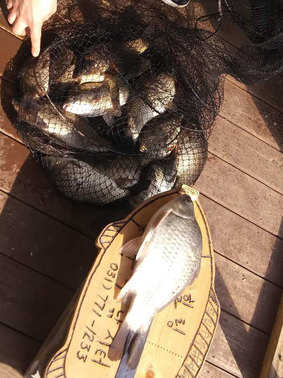 양평 힐링 수곡낚시터 붕어조황이 좀더 좋아졌습니다 (유료터정보 - 유료터점주조황)