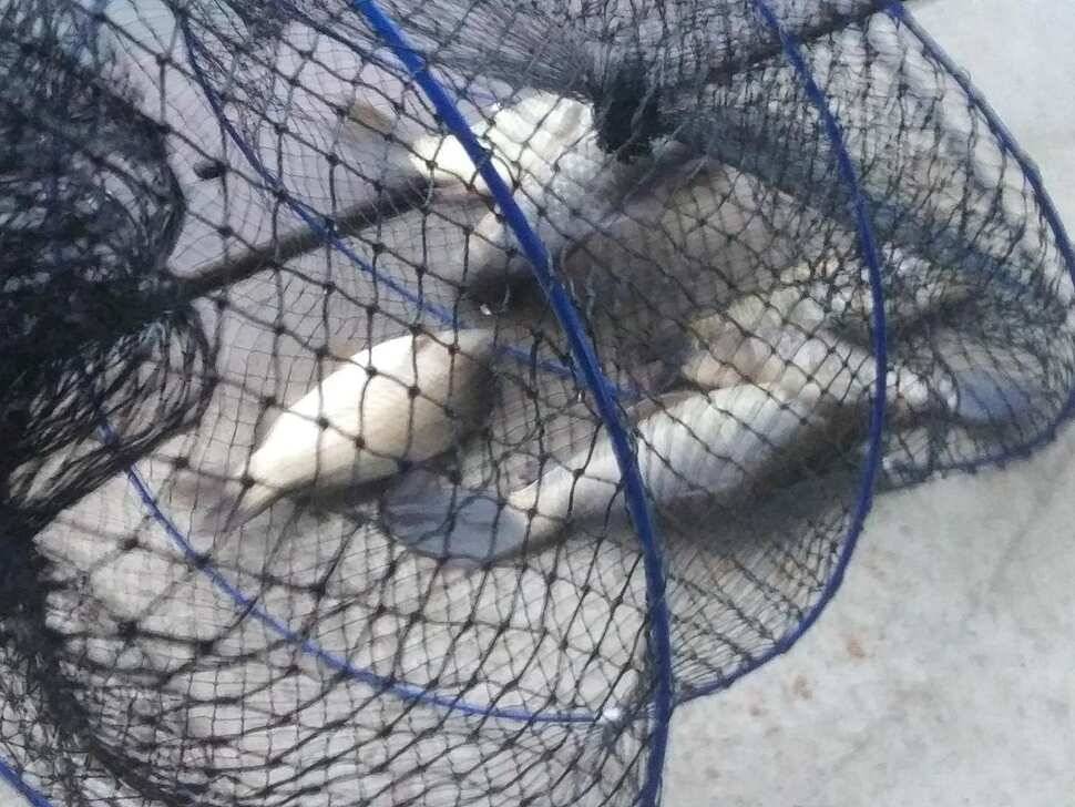 양평 수곡낚시터 오늘 붕어 대량 방류 및 조황 안내1111 (유료터정보 - 유료터점주조황)
