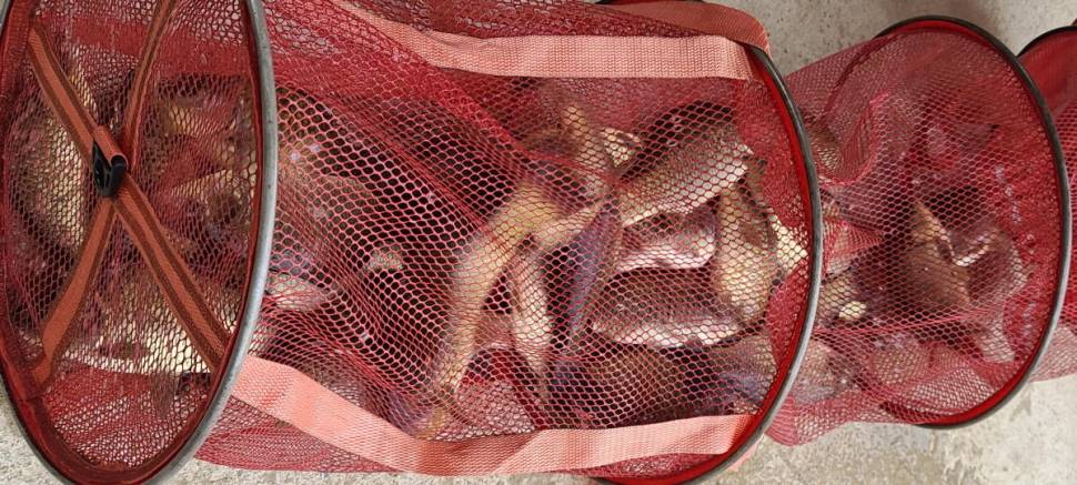양평 여름 피서낚시 힐링 수곡낚시터 주말도 좋은조황 이어집니다 (유료터정보 - 유료터점주조황)