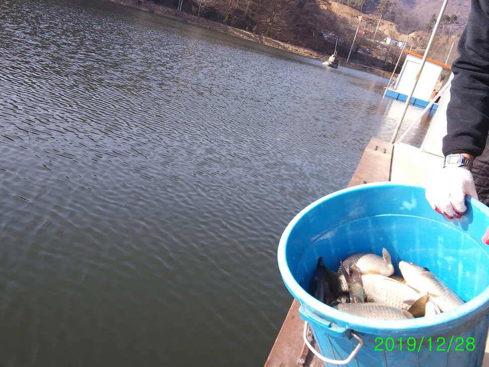 겨울낚시 양평 수곡낚시터 2019년 마지막주 주말 조황 및 붕어방류 안내드립니다 (유료터정보 - 유료터점주조황)