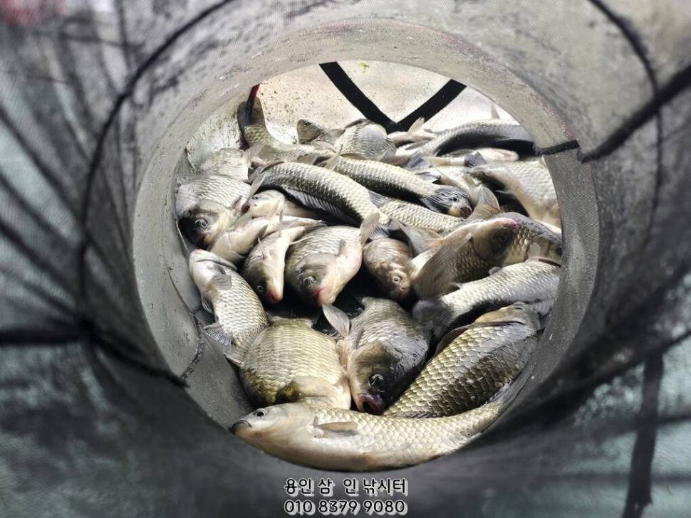 가깝고 물 좋고 경치 좋은 곳용인삼인낚시터 (유료터정보 - 유료터점주조황)