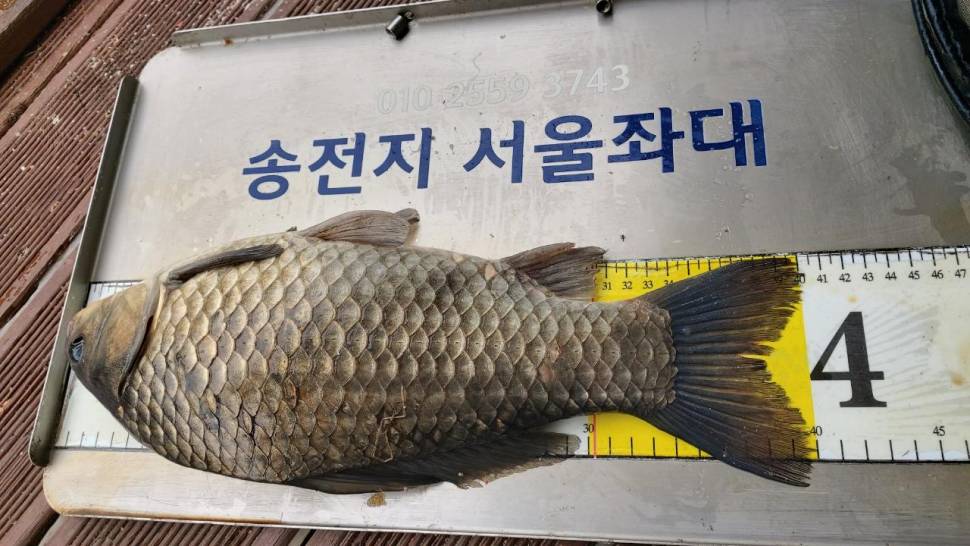 송전지서울좌대6월2일조황 (유료터정보 - 유료터점주조황)
