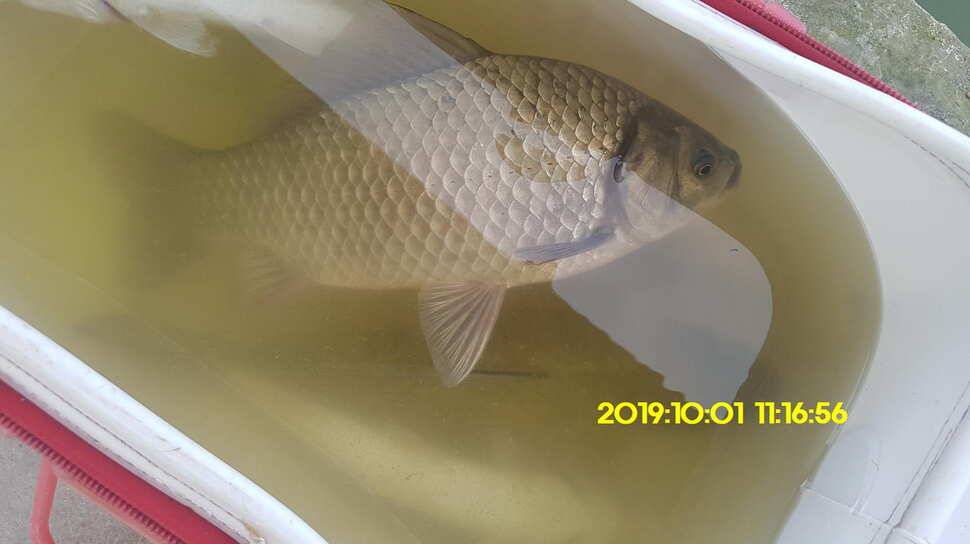 용인 신원낚시터 토종대물48짜리 구경하고 가시겠습니다 (유료터정보 - 유료터점주조황)