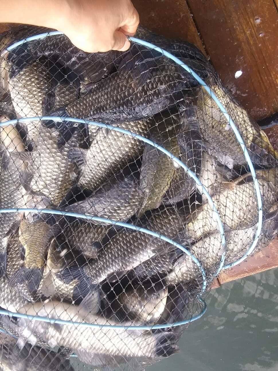 양평 힐링 수곡낚시터 어제 조황도 큰편차없이 고르게 괜찬았습니다 내일도 붕어방류 이어집니다 (유료터정보 - 유료터점주조황)
