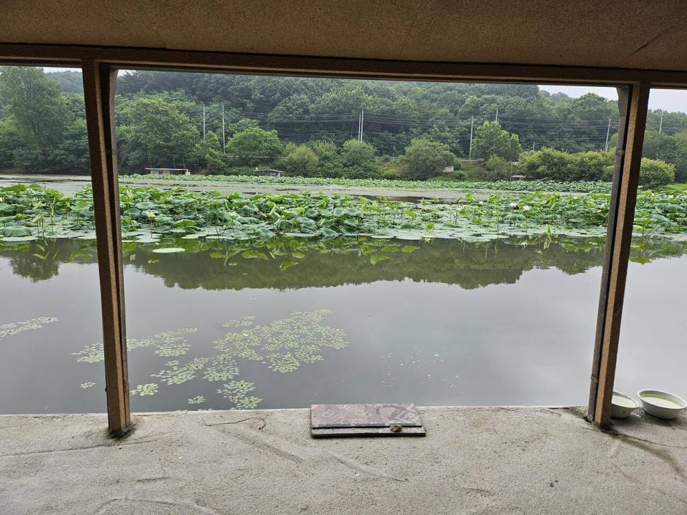 당진 가교리 낚시터 7월 15일 조황입니다 (유료터정보 - 유료터점주조황)