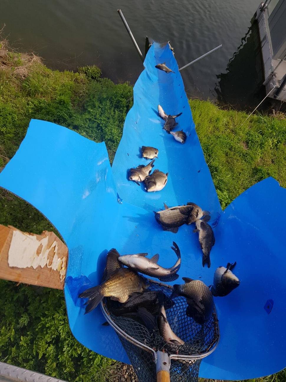 충북 괴산 오가리낚시터 4월 26일 향붕어 대량 방류 하였습니다 (유료터정보 - 유료터점주조황)