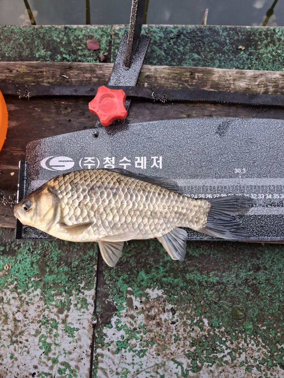 527 아산 안골지 조황정보입니다 (유료터정보 - 유료터점주조황)