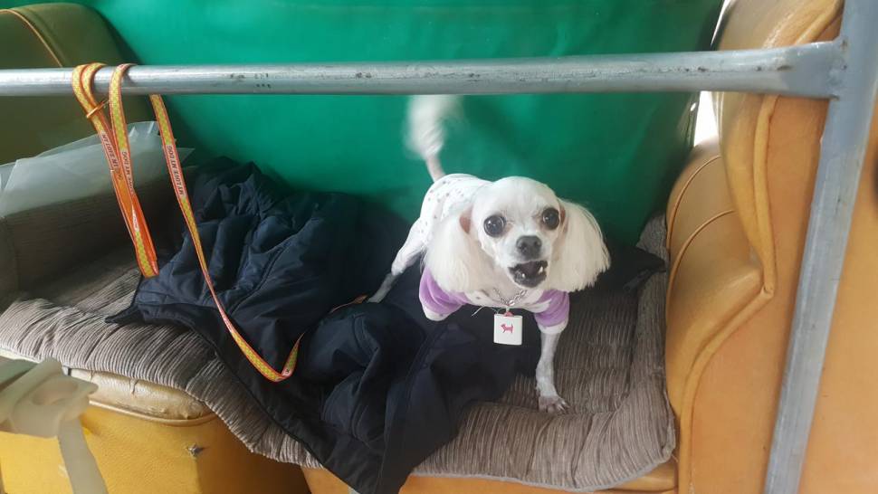 경주 동산낚시터붕어전용잡이터지난주 조황 (유료터정보 - 유료터점주조황)