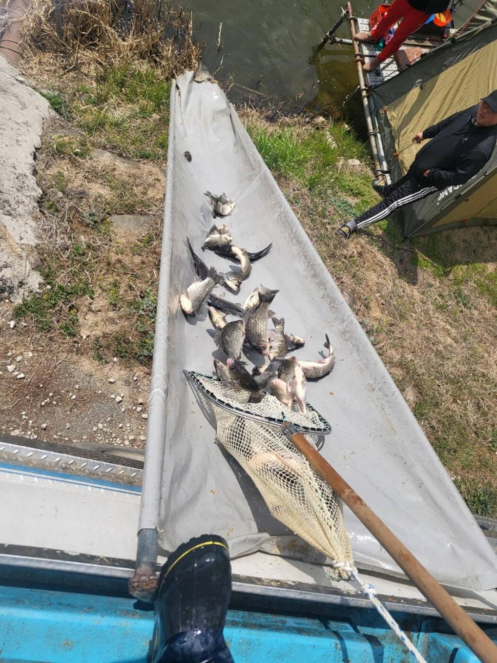 1400KG 토종붕어 대량 방류했습니다 (유료터정보 - 유료터점주조황)