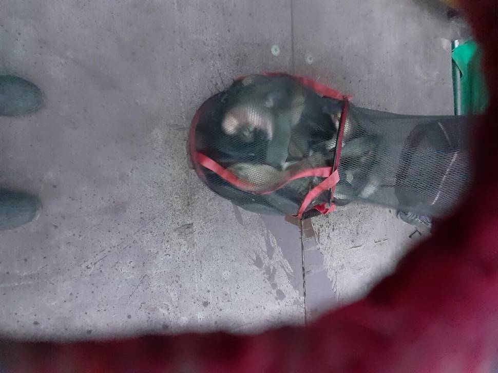1미터 찌를 몸통까지 올려주는 경주동산낚시터 붕어들 (유료터정보 - 유료터점주조황)