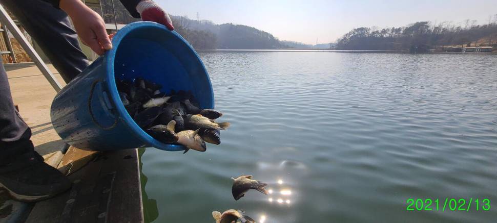 설명절 연휴 힐링 수곡낚시터 조황 및 붕어 방류 안내 (유료터정보 - 유료터점주조황)
