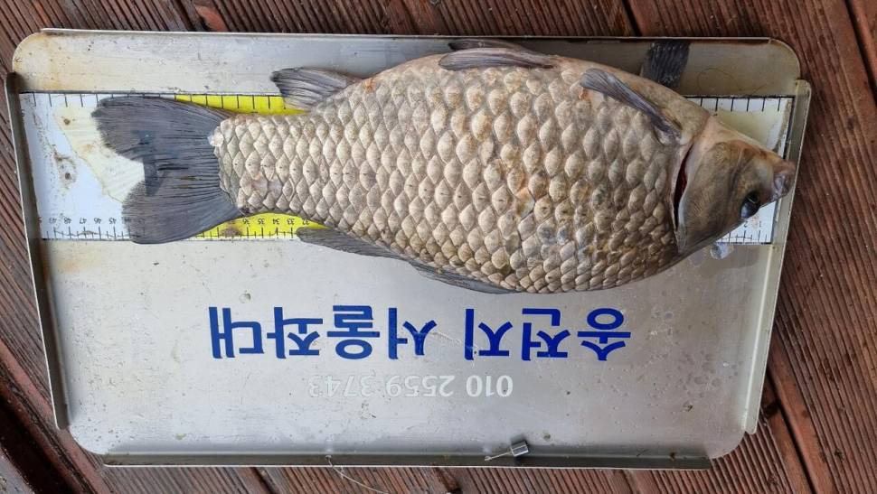 송전지서울좌대5월23일조황 (유료터정보 - 유료터점주조황)