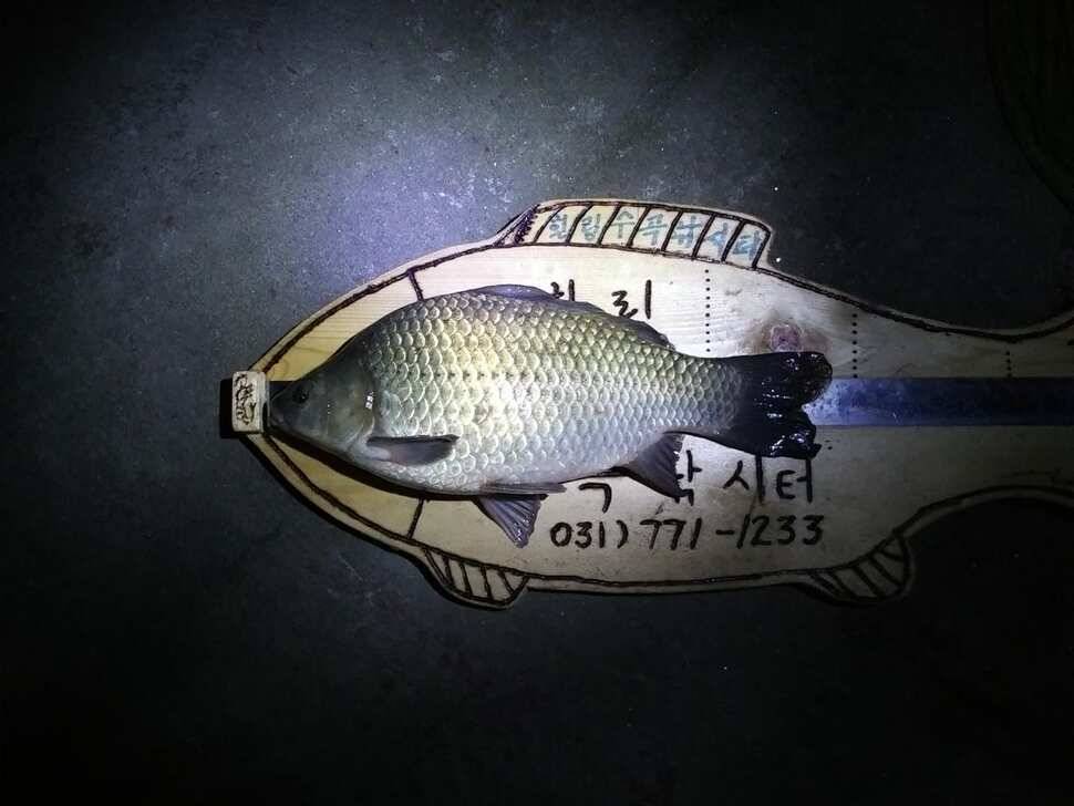 수곡낚시터 오늘도 붕어 대량 하였으며 조황소식 안내드립니다 (유료터정보 - 유료터점주조황)