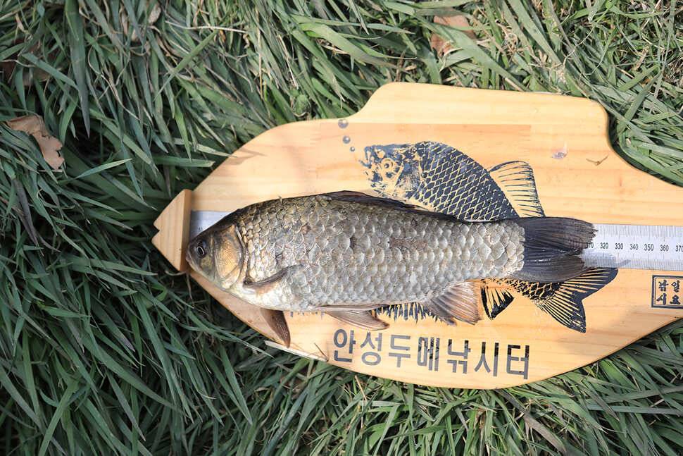 안성 두메낚시터 2월 28일 조황정보 (유료터정보 - 유료터점주조황)