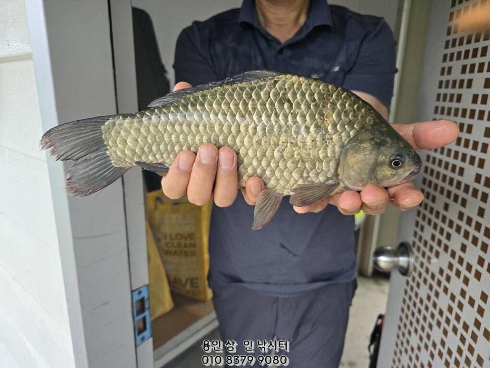가깝고 물 좋고 경치 좋은 곳용인삼인낚시터 (유료터정보 - 유료터점주조황)