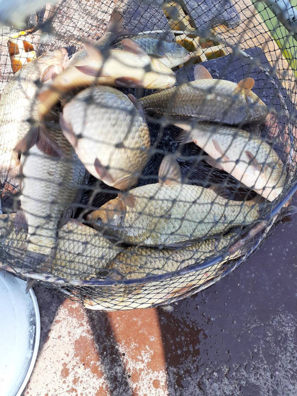 경주 동산낚시터붕어 전용잡이터지난주 조황 (유료터정보 - 유료터점주조황)