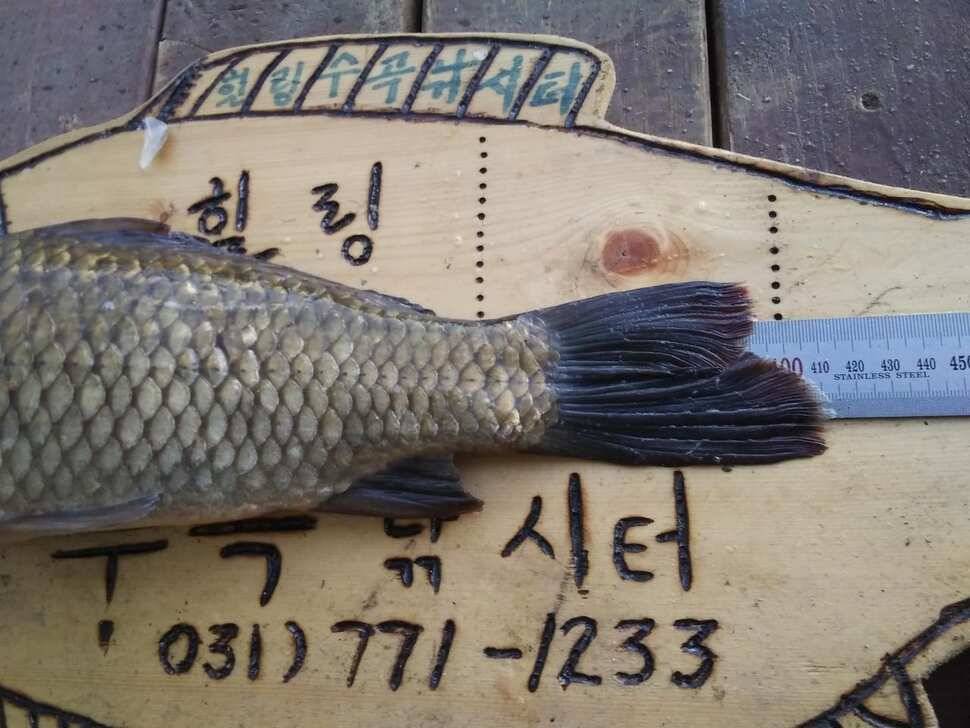 양평 수곡낚시터 조황은 더 좋아지네요 금일 붕어방류 완료 조황 및 수상좌대 할인 행사 (유료터정보 - 유료터점주조황)
