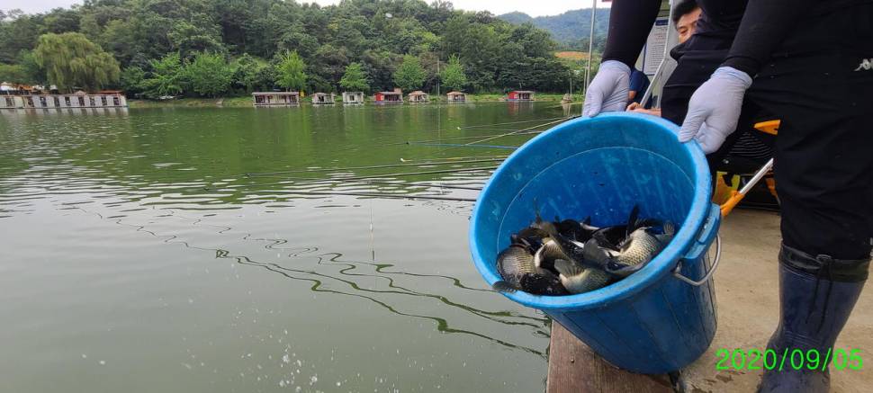 9월첫주말 양평 힐링 수곡낚시터 금토 조과차이가 많았네요 (유료터정보 - 유료터점주조황)