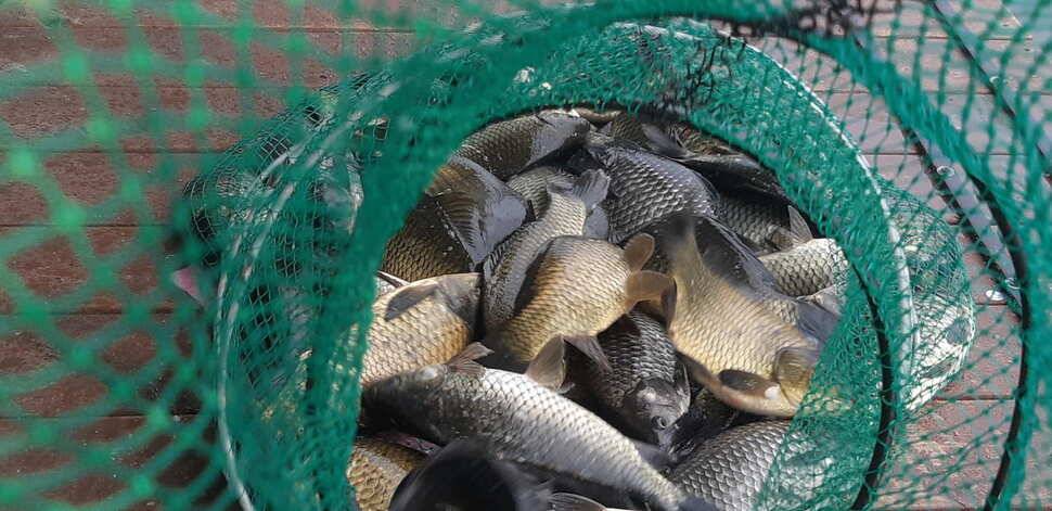 힐링 수곡낚시터 주말 토요일 붕어 조황 및 붕어방류 (유료터정보 - 유료터점주조황)