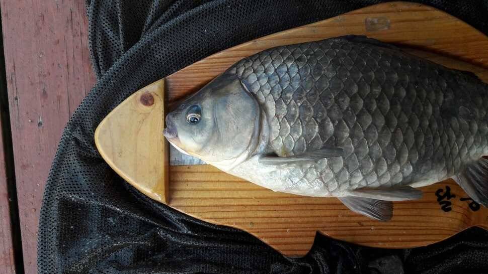 송전지 창신좌대 조황정보 (유료터정보 - 유료터점주조황)