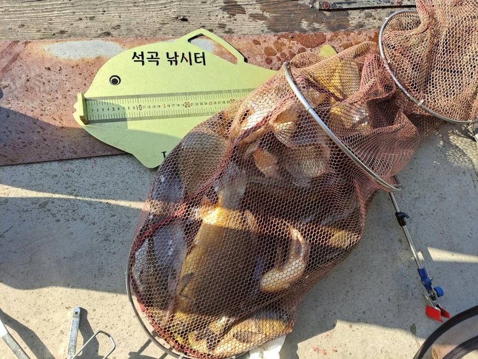 석곡낚시터입니다 (유료터정보 - 유료터점주조황)