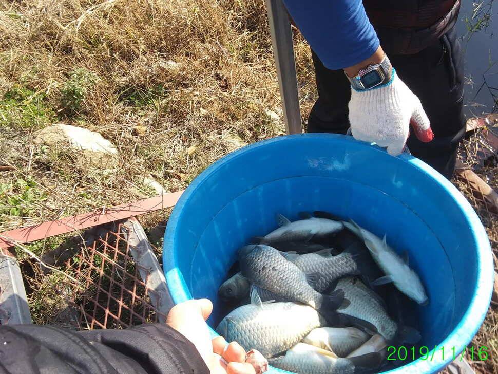 양평 수곡낚시터 자연산 4짜붕어 포함 대량 방류 및 노지 잔교 천막설치 완료하였습니다 (유료터정보 - 유료터점주조황)