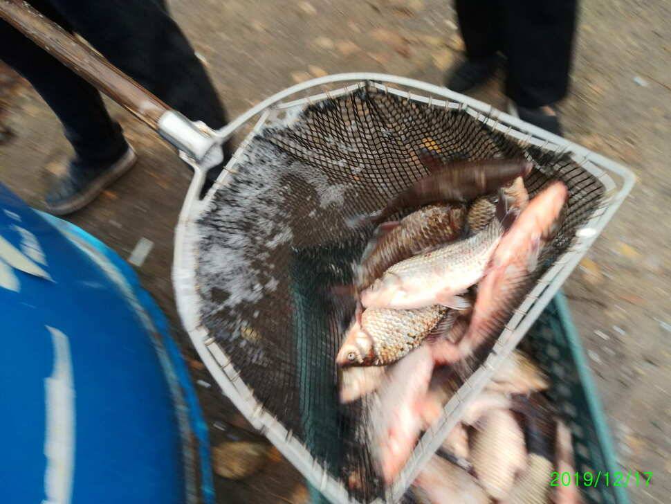 수곡낚시터 토종붕어 대량 방류 완료 및 붕어 조황도 좀더 좋아지네요 (유료터정보 - 유료터점주조황)