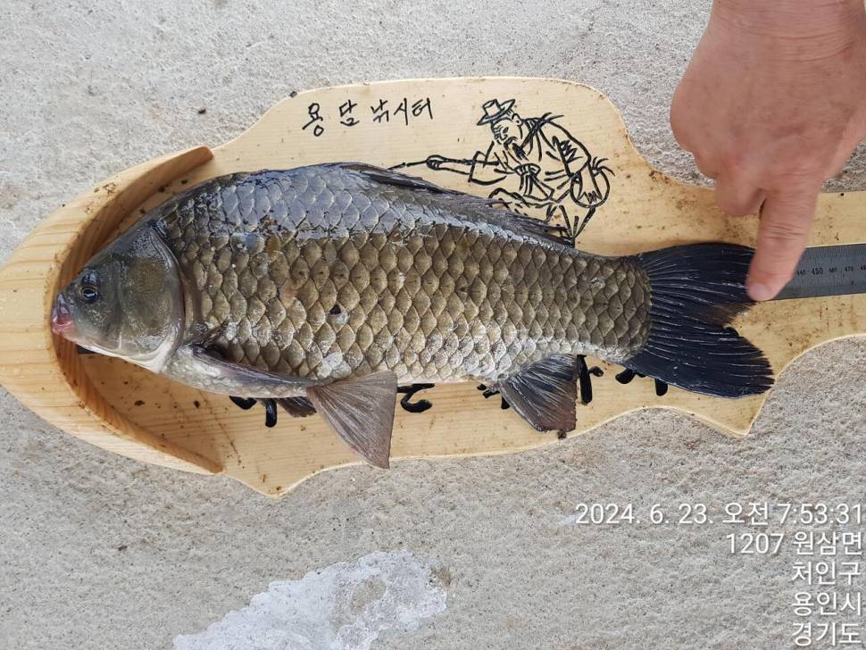 2024년 6월 넷째주 조황정보 용담낚시터사암지 22일토요일 비오는날 사짜만 12마리 (유료터정보 - 유료터점주조황)