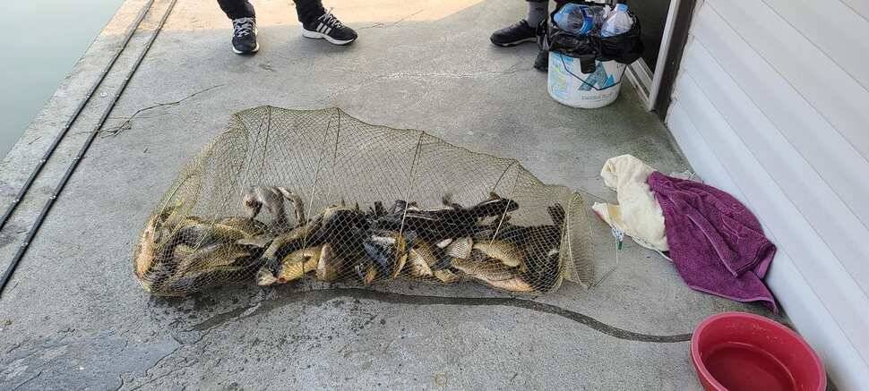 공주 고성낚시터 입니다 (유료터정보 - 유료터점주조황)