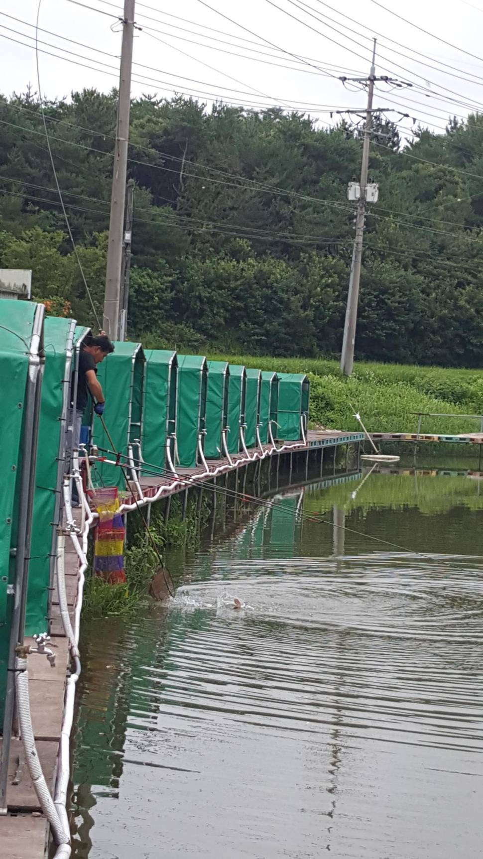 경주 동산낚시터붕어전용잡이터지난주 조황 (유료터정보 - 유료터점주조황)