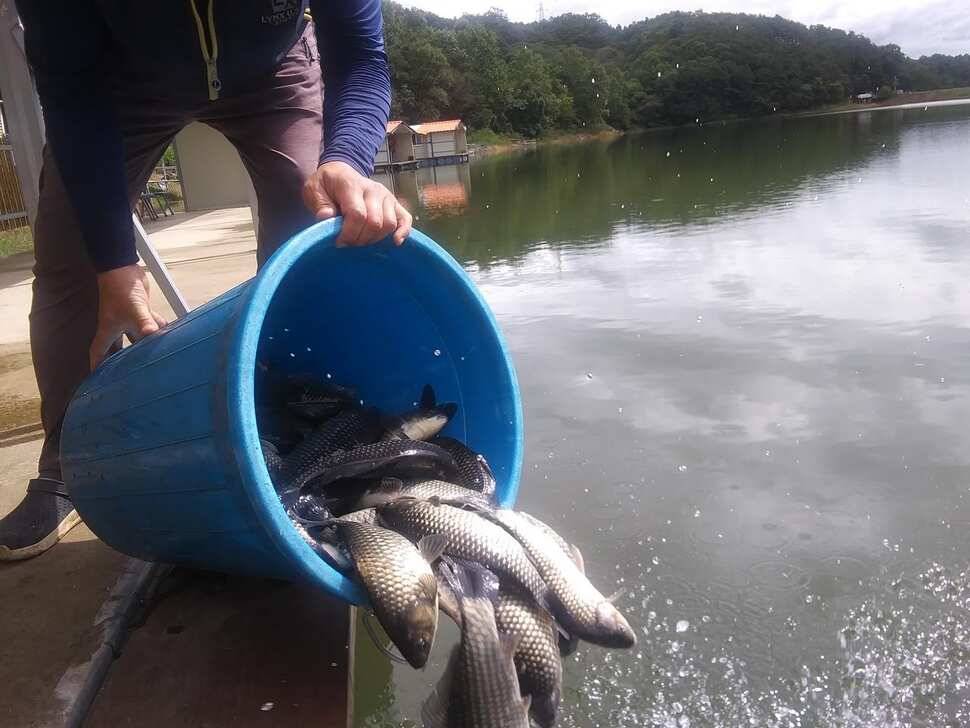 양평 힐링 수곡낚시터 어제 조황도 큰편차없이 고르게 괜찬았습니다 내일도 붕어방류 이어집니다 (유료터정보 - 유료터점주조황)