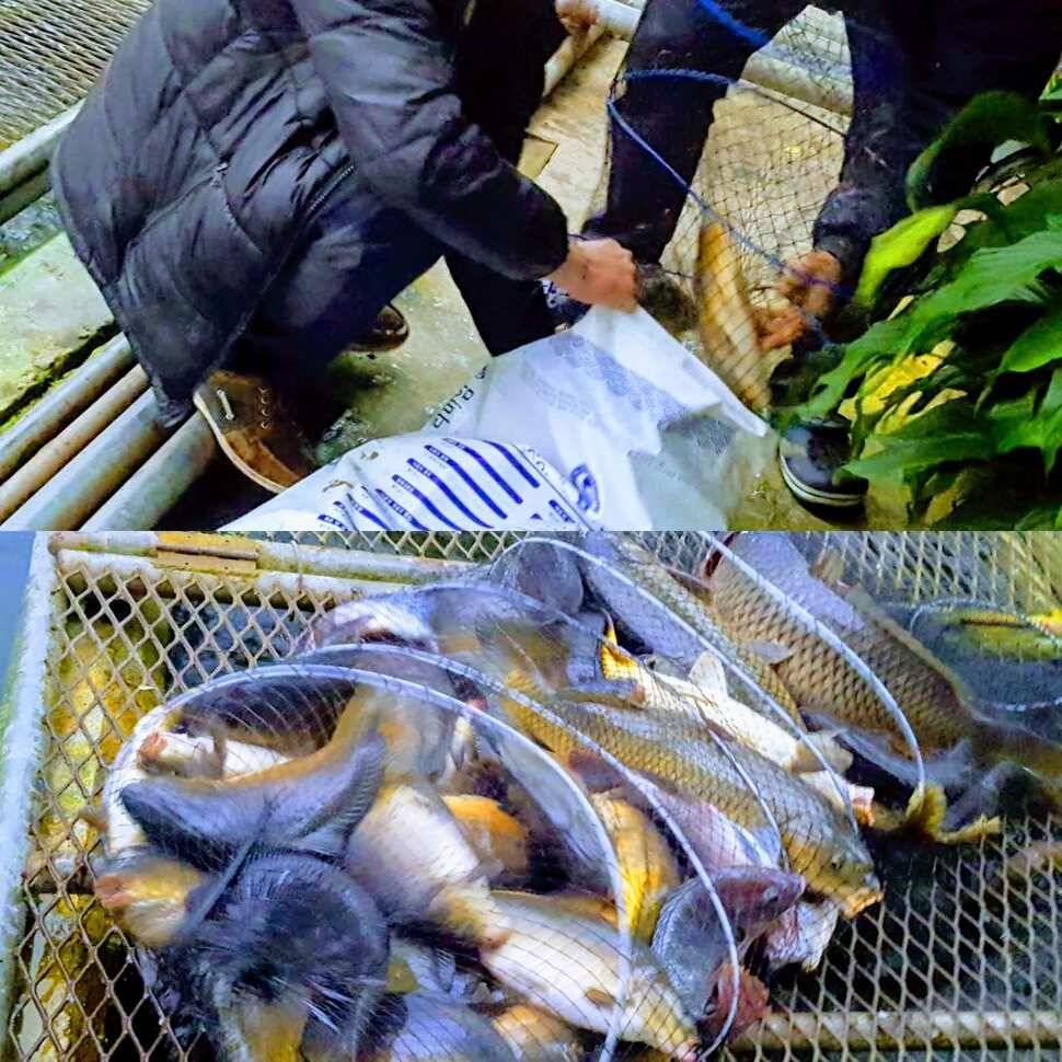 킹덤 (유료터정보 - 유료터점주조황)