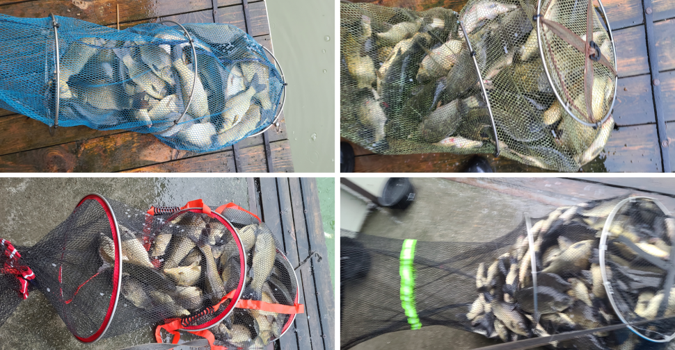 장마철 우중 힐링 양평 수곡낚시터 안정된조황 수심도 물색도 안정되있네요 (유료터정보 - 유료터점주조황)