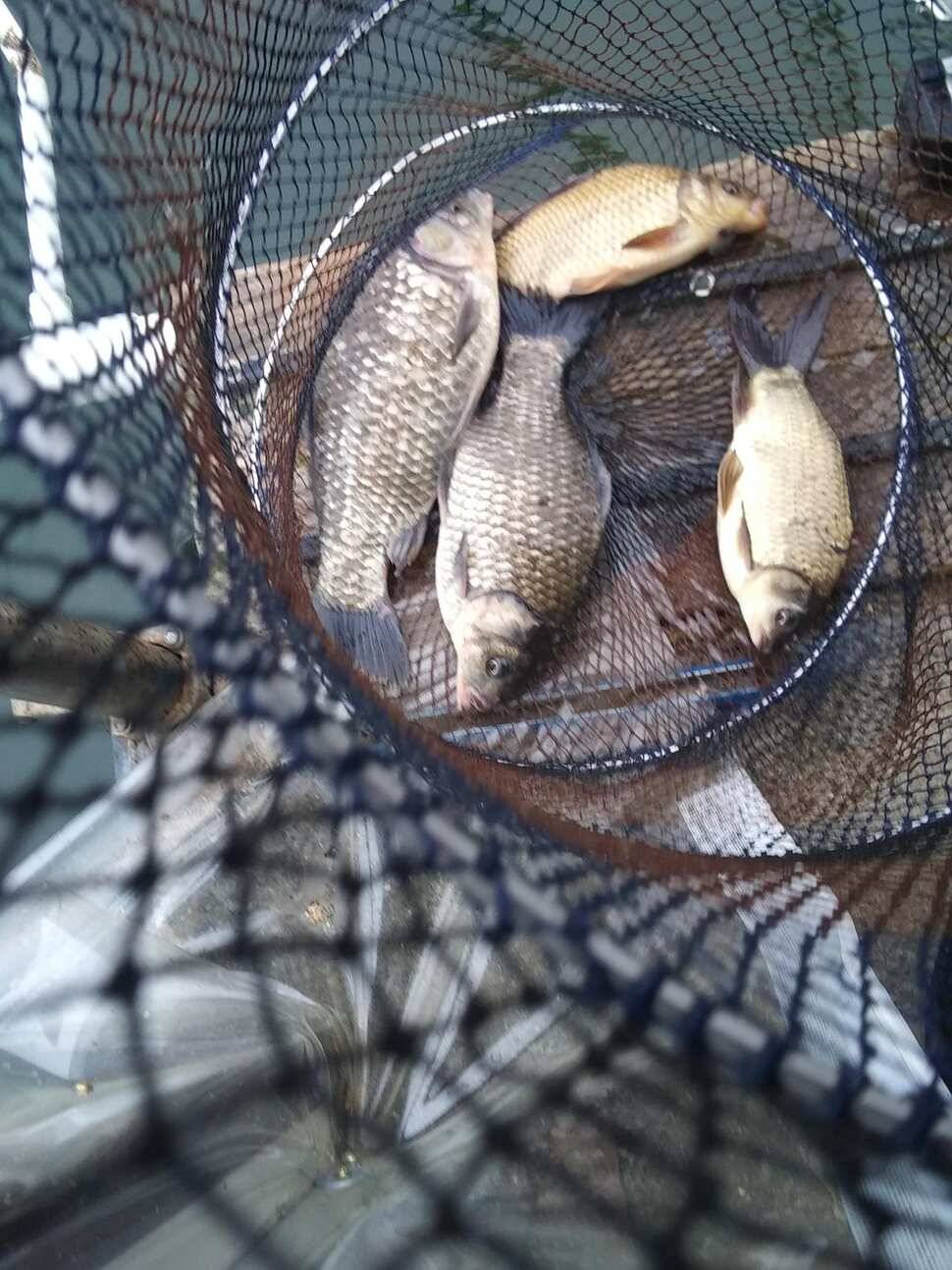 힐링 양평 수곡낚시터 2월 둘쨋주 조황 안내 (유료터정보 - 유료터점주조황)