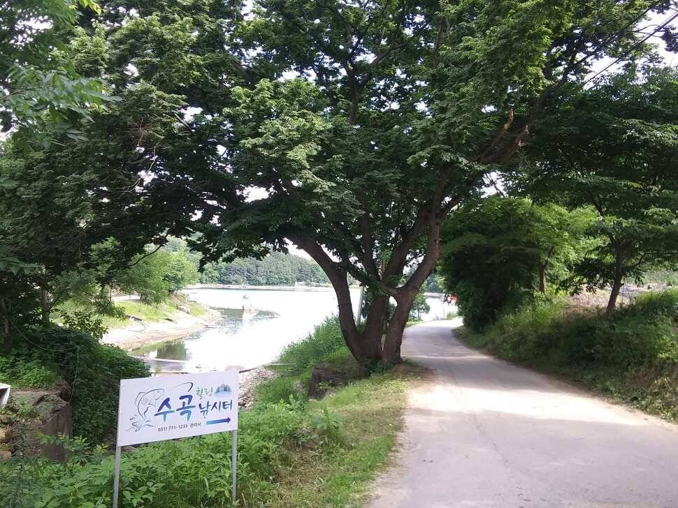 양평 수곡 낚시터오늘도 낮시간 붕어조황 계속 이어지네요 6월26일 조황 안내 (유료터정보 - 유료터점주조황)