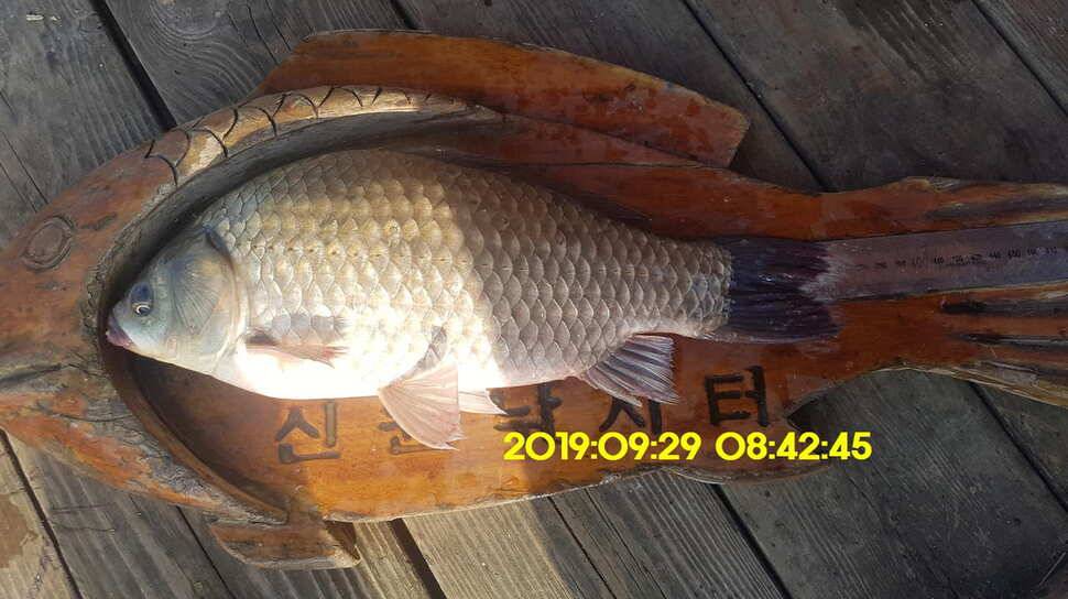 신원낚시터 10월1일 토종대물4짜와 덩어리가 마릿수로 (유료터정보 - 유료터점주조황)