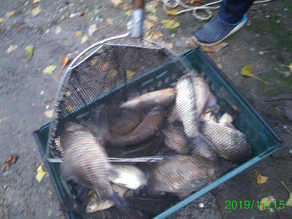 수곡낚시터 오늘도 자연산 토종붕어 방류 조황안내 및 노지잔교 비닐천막 설치 완료 (유료터정보 - 유료터점주조황)