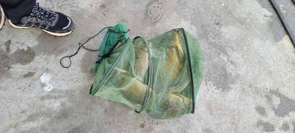 공주 고성낚시터 입니다 (유료터정보 - 유료터점주조황)
