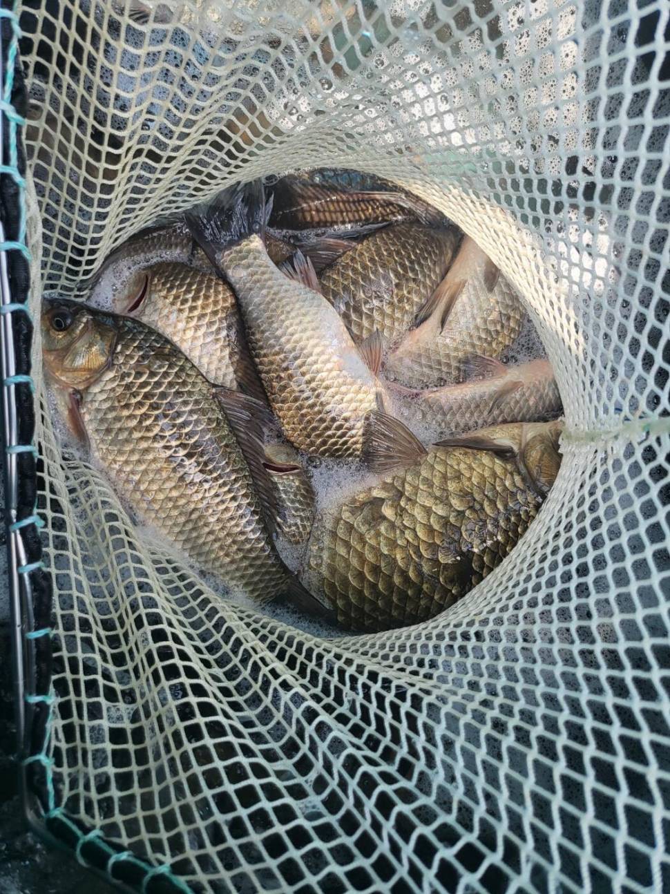 1400KG 토종붕어 대량 방류했습니다 (유료터정보 - 유료터점주조황)