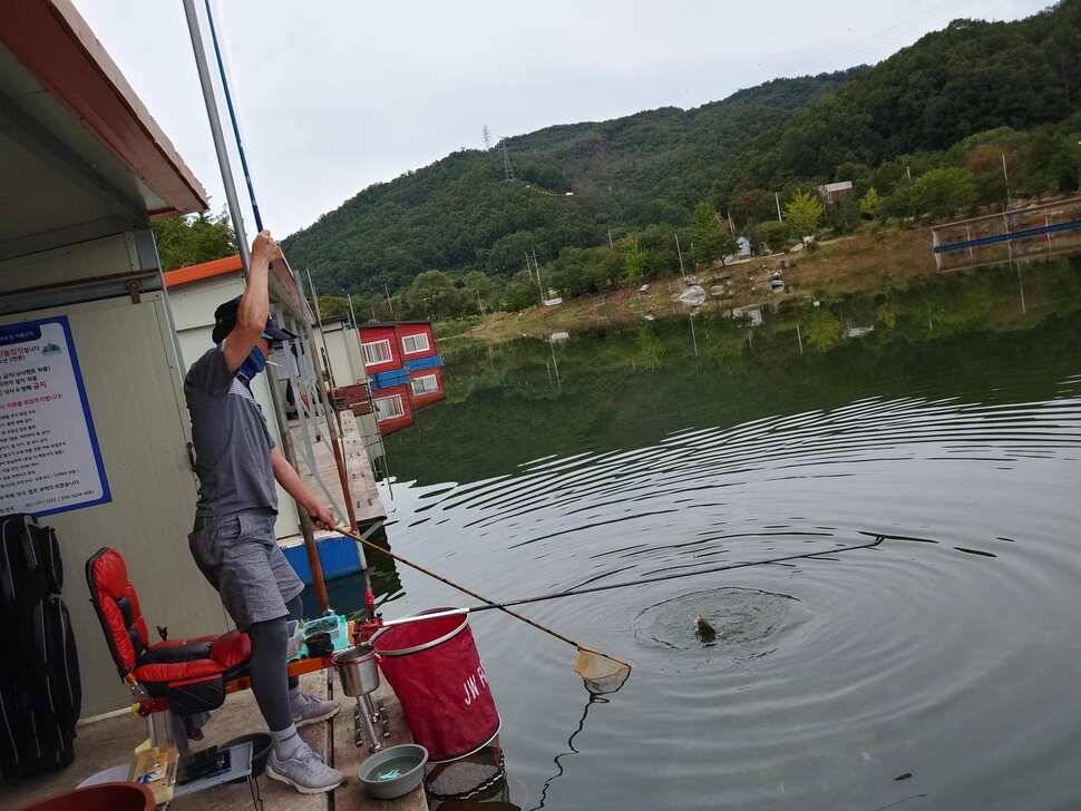 양평 수곡낚시터 9월28 오늘도 고르게 좋은 조황이 이어지고 있네요 오늘 붕어방류 완료하였습니다 (유료터정보 - 유료터점주조황)