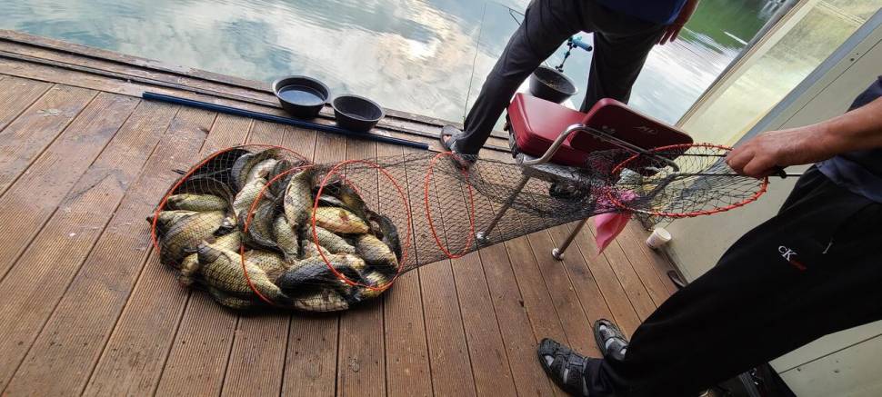 9월 첫날 양평 수곡낚시터 고르고 꾸준한 조황이며 금일 방류 완료 (유료터정보 - 유료터점주조황)