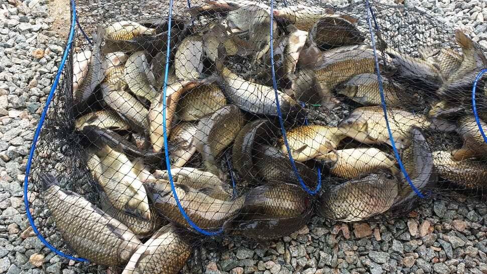 배수 없는 거청지 붕어조황 7월 15 일 (유료터정보 - 유료터점주조황)