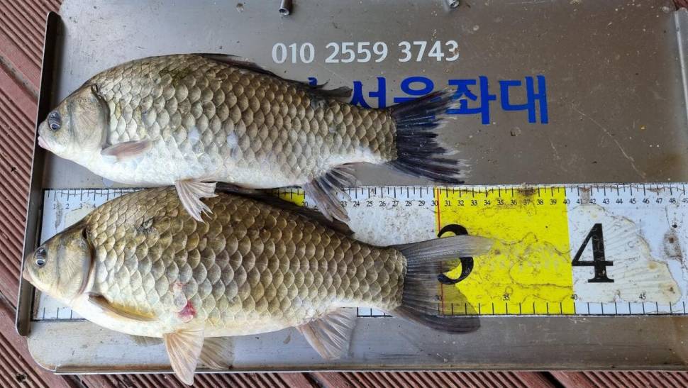 송전지서울좌대6월9일조황 (유료터정보 - 유료터점주조황)