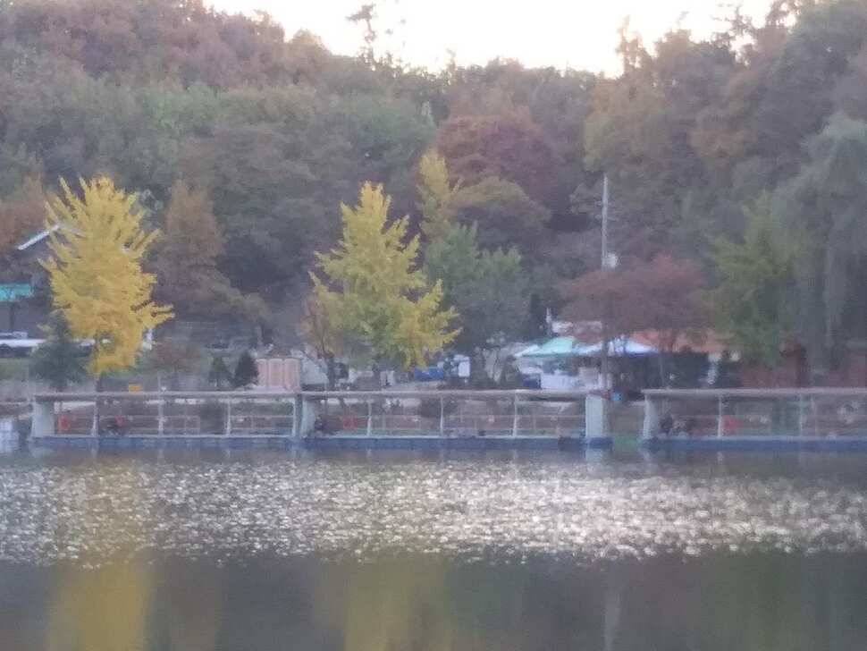 양평 수곡 낚시터 오늘도 자연산 토종붕어 대량 방류 및 조황 안내드려요 (유료터정보 - 유료터점주조황)