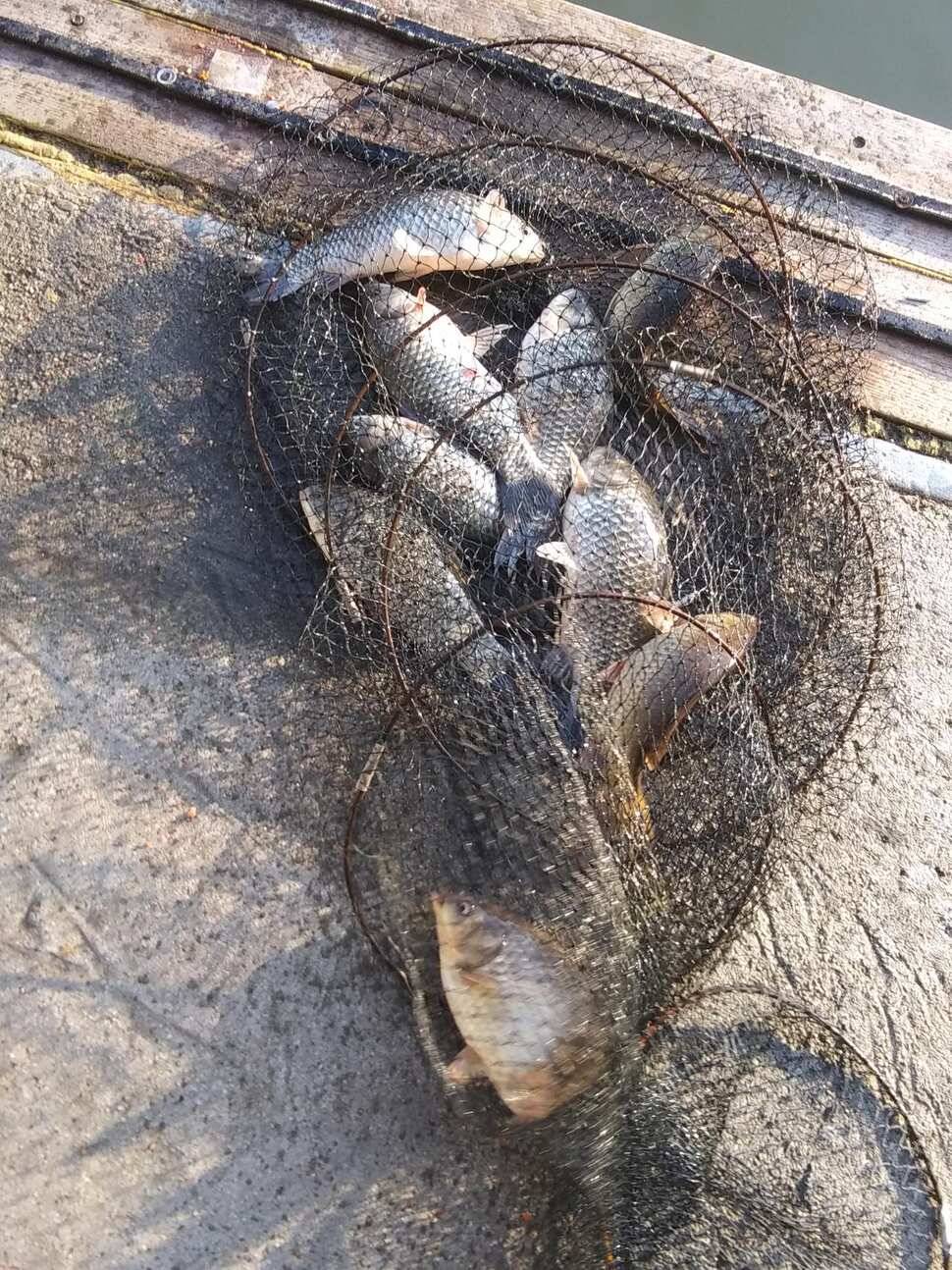 양평 힐링 수곡낚시터 바닥 토종대물 4짜 포함 붕어 마릿수도 꾸준히 늘어납니다 (유료터정보 - 유료터점주조황)