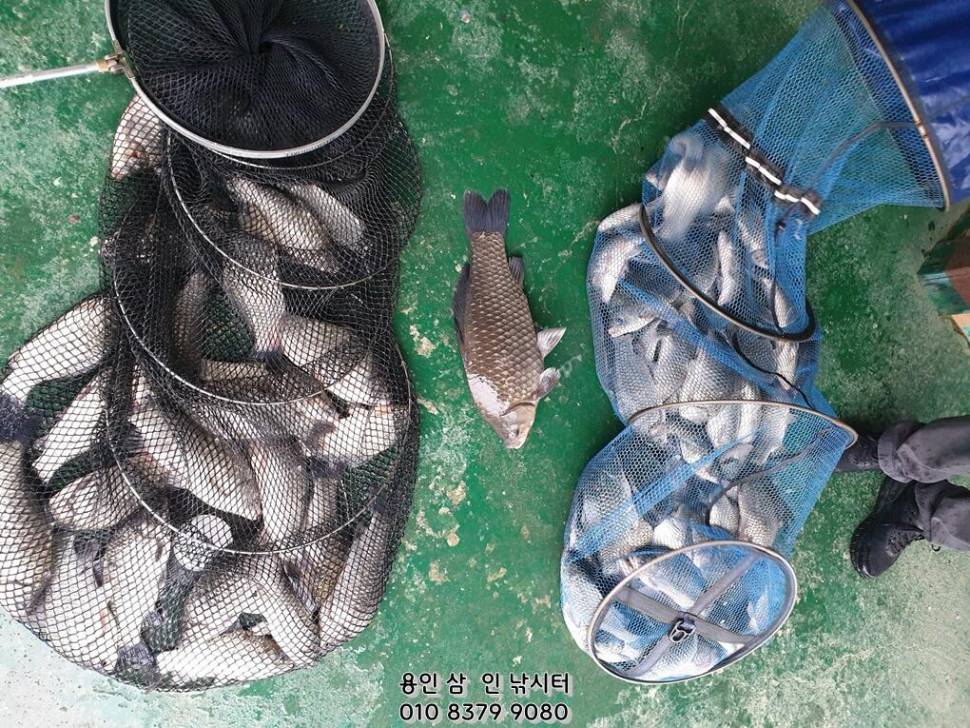 가깝고 물 좋고 경치 좋은 곳용인삼인낚시터 (유료터정보 - 유료터점주조황)