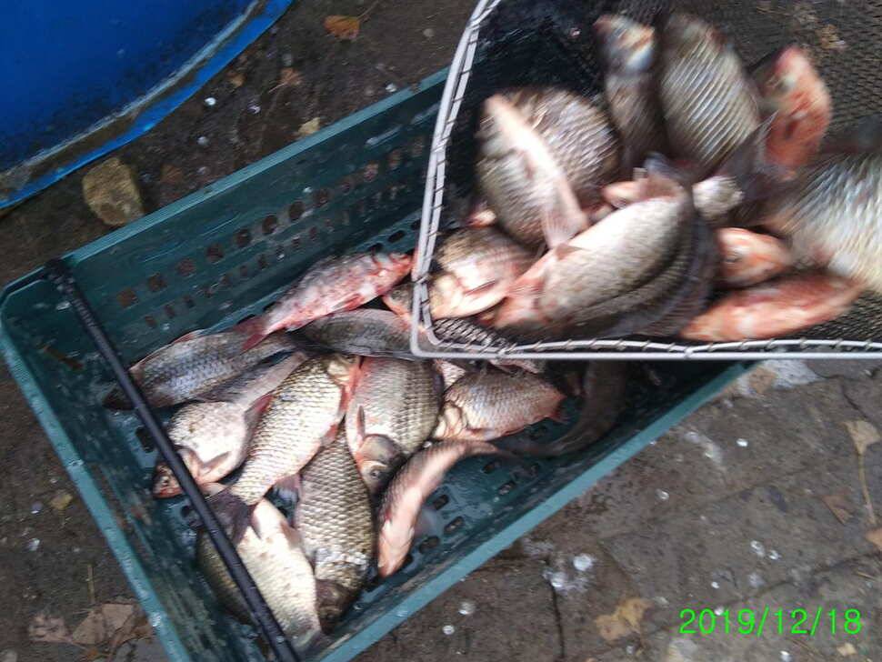 힐링 수곡낚시터 주중 붕어 조황 및 토종붕어 추가 방류 안내 (유료터정보 - 유료터점주조황)