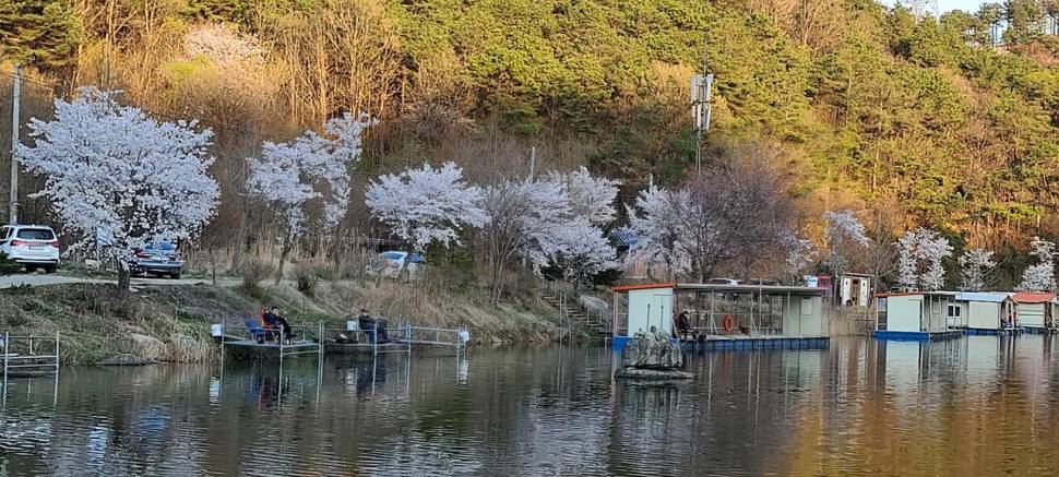 멋진풍광속 힐링 수곡낚시터 월화 주초 조황 및 붕어 방류 안내 (유료터정보 - 유료터점주조황)